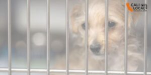 LA waives adoption fees for dogs and cats this weekend amid overcrowding
