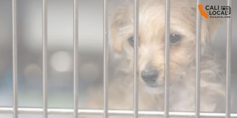 LA waives adoption fees for dogs and cats this weekend amid overcrowding