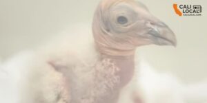 LA Zoo Achieves 100% Success Rate in Condor Chick Breeding Season