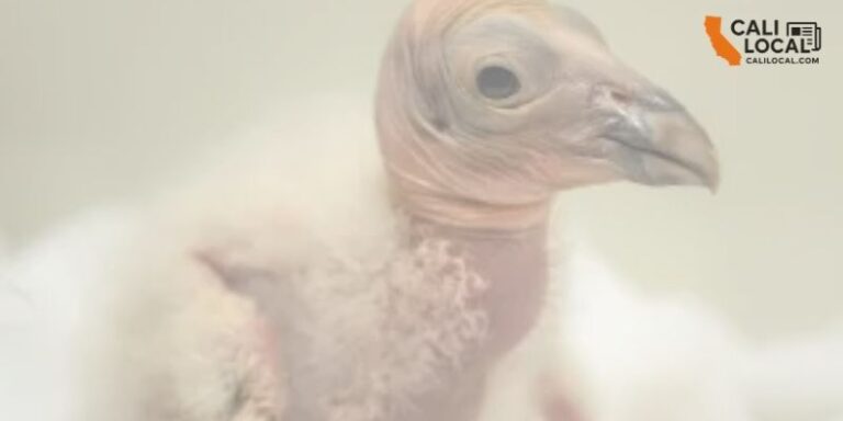 LA Zoo Achieves 100% Success Rate in Condor Chick Breeding Season